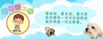 ​世界最古老的动物之一：皱鳃鲨胆小者勿进