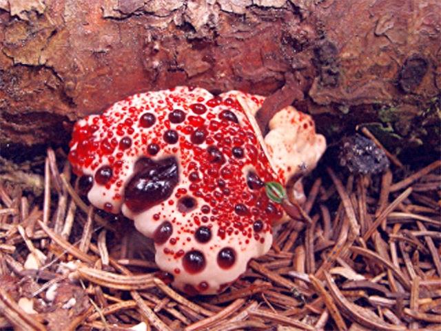 野外“草莓蛋糕”因流血闻名，妖艳外表下藏着什么秘密？