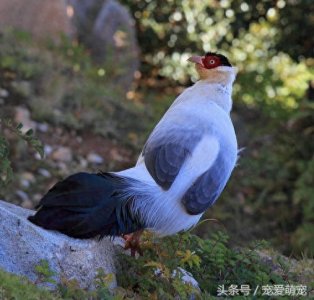 ​中国特有鸟种-白马鸡