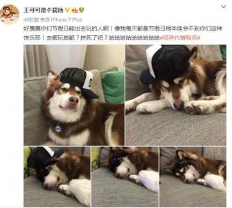 ​王思聪爱犬炫富 称自己天天度假 网友:嘲笑被挤在路上的屌丝？
