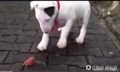 ​世界10大猛犬排名，排名第一猛犬三只可杀死老虎！
