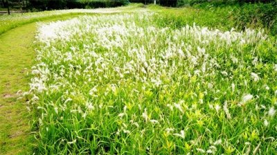 ​白茅草：从《诗经》的风花雪月，走向李时珍的《本草纲目》