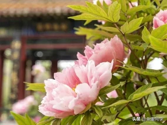 4月初八日是什么日子(农历四月初八将至，你知道是什么日子吗？)
