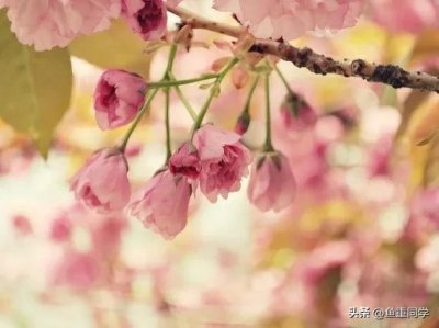 ​4月初八日是什么日子(农历四月初八将至，你知道是什么日子吗？)