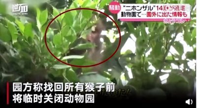 ​青梅精咬人事件再现