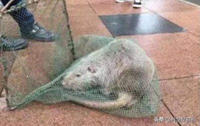 ​英国捉到56厘米长巨鼠，老鼠都霸占城市了，西方人为何不灭鼠？