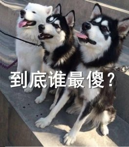 ​世纪争夺赛！雪橇三傻到底哪个最傻？二哈：反正我不是最傻的