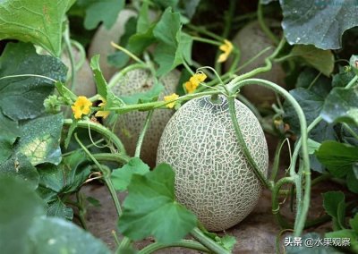 ​新疆哈密瓜新品种计划延迟至12月份采摘，有望实现四季销售