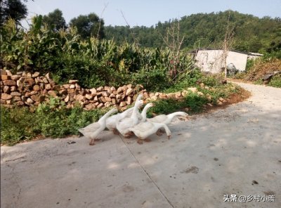 ​养鹅那么赚钱，市场上为什么很少有卖鹅的，原因是这样