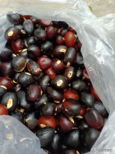 ​苹婆又称九层皮果，味如板栗，煮熟口感更香糯，你吃过了吗？