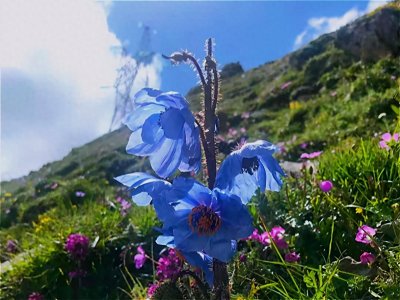 ​中国特有的六大野花，开花一个比一个惊艳