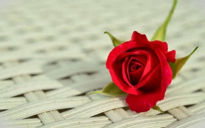​十二星座代表之花，象征着内心纯粹的美，摩羯座的白莲花！