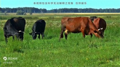 ​神秘的湖南再生人：前世两牛打架同归于尽，今生成了表兄弟...