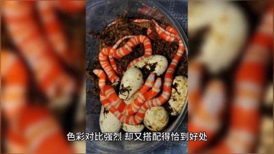 ​娲兘鎷夋柉濂惰泧鐨勬儕鑹虫椂鍒火煇嶐煍?/p>