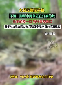 ​安徽一男子走路时踩中2条正在打架的蛇：被五步蛇咬一口，被竹叶青咬两口