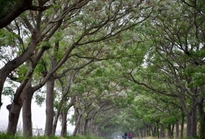 ​每天认识一种植物（五十二）：苦楝——勤学苦练，看向远方