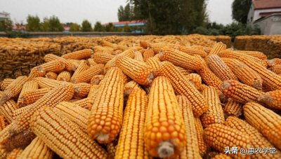 ​近期玉米价格上涨！为何会涨？现在最新的玉米价格是多少？