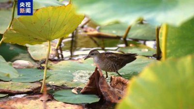 ​新疆玛纳斯湿地：首次发现珍稀鸟类姬田鸡