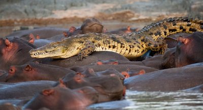 ​是河马的防御力高，还是鳄鱼的攻击力高？食肉和食素却能和谐共存