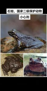 ​农村暴利养殖特种项目—石蛙，1斤130元，20亩年入260万元