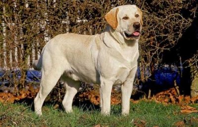 ​宠物狗，拉布拉多的介绍