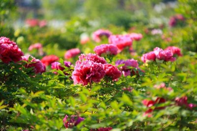 ​菏泽文旅指南 | 这10个小众景点，藏着最真实的鲁西南风情