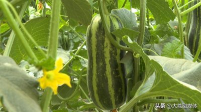 ​大荔县埝桥镇：“博洋9号”甜瓜甜蜜上市 特色产业强村富民