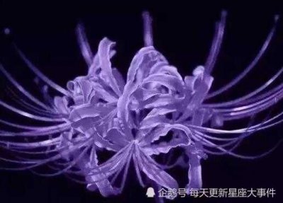 ​曼珠沙华·彼岸花