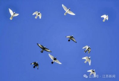 ​新疆一干部收95只“翻翻鸽”价值132万余元，最贵一只18万元