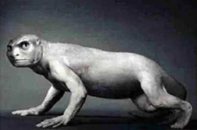 ​存在过海猿吗？