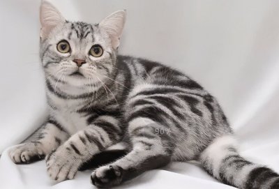 ​猫咪肠胃不好老吐怎么办