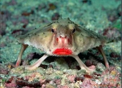 ​在海底走路的鱼——红唇蝙蝠鱼