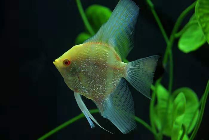 鱼鳍断了会长出来吗(把鱼鳍剪掉还能再生吗)