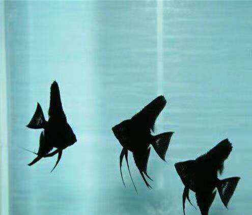 鱼鳍断了会长出来吗(把鱼鳍剪掉还能再生吗)