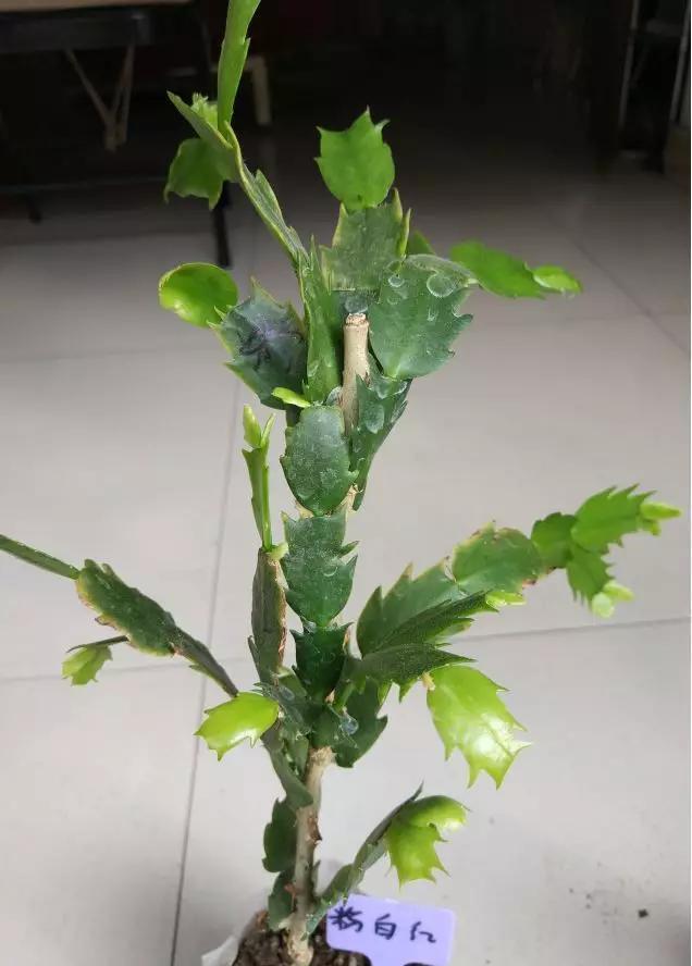 这东西和蟹爪兰天生一对，嫁接百分百活，轻松变身蟹爪兰大树