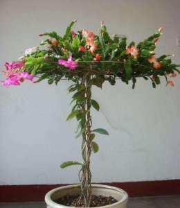 ​这东西和蟹爪兰天生一对，嫁接百分百活，轻松变身蟹爪兰大树