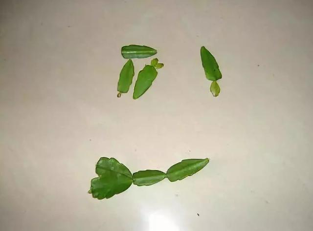 这东西和蟹爪兰天生一对，嫁接百分百活，轻松变身蟹爪兰大树