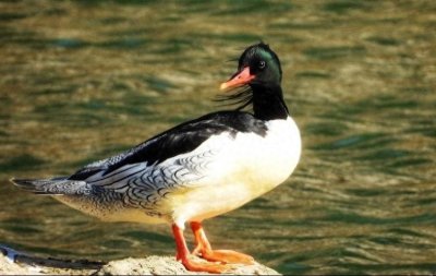 ​国际珍稀动物保护日