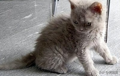 ​短毛猫介绍第三弹：暹罗和卷毛，你更加喜欢哪一个？