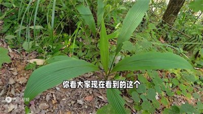 ​大叶仙茅：男性朋友的养生之选，煲汤泡酒都不错，你用过吗？