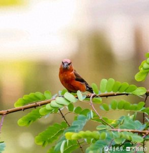 ​稀奇又好看的鸟儿交嘴雀