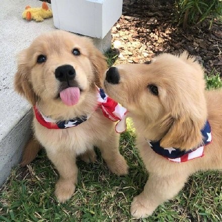 一组超治愈的金毛宝宝头像