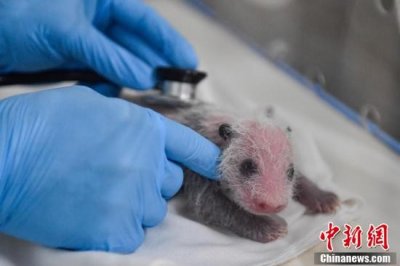 ​广州大熊猫“隆隆”升级当妈妈