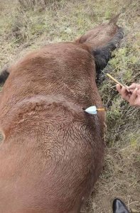 ​多地发生动物遭热成像无人机投箭射杀事件，记者调查