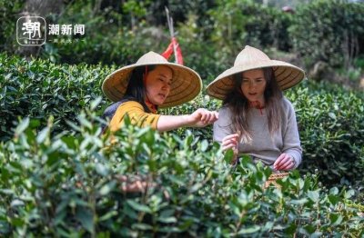 ​杭州梅家坞龙井飘香