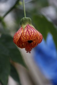 ​植物花记-01-金铃花