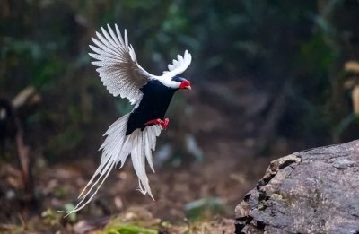 ​翙翙怎么读？翙翙是什么意思？