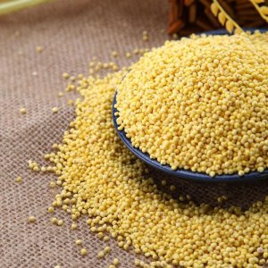 ​锦佳 | 大黄米的介绍