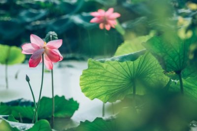 ​六首夏荷古诗词，太美了