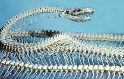 ​泡酒泡了1年的毒蛇咬死人？怎么这么夸张，蛇不需要呼吸空气吗？